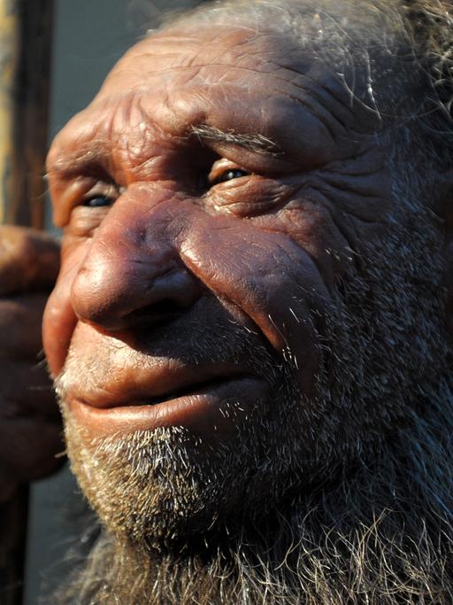 Die Nachbildung eines älteren Neandertalers