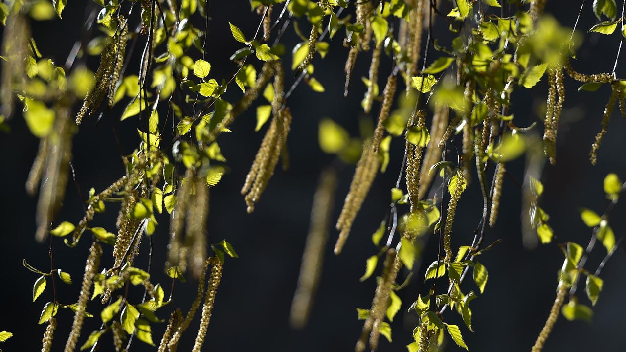 Eine Hänge-Birke (Betula pendula), auch Sandbirke, Weißbirke oder Warzenbirke genannt, blüht in Reichenwalde (Brandenburg)