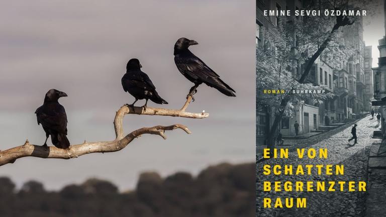 Emine Sevgi Özdamar: "Ein von Schatten begrenzter Raum" Zu sehen ist das Buchcover und ein Foto, auf dem drei Krähen auf einem Ast sitzen