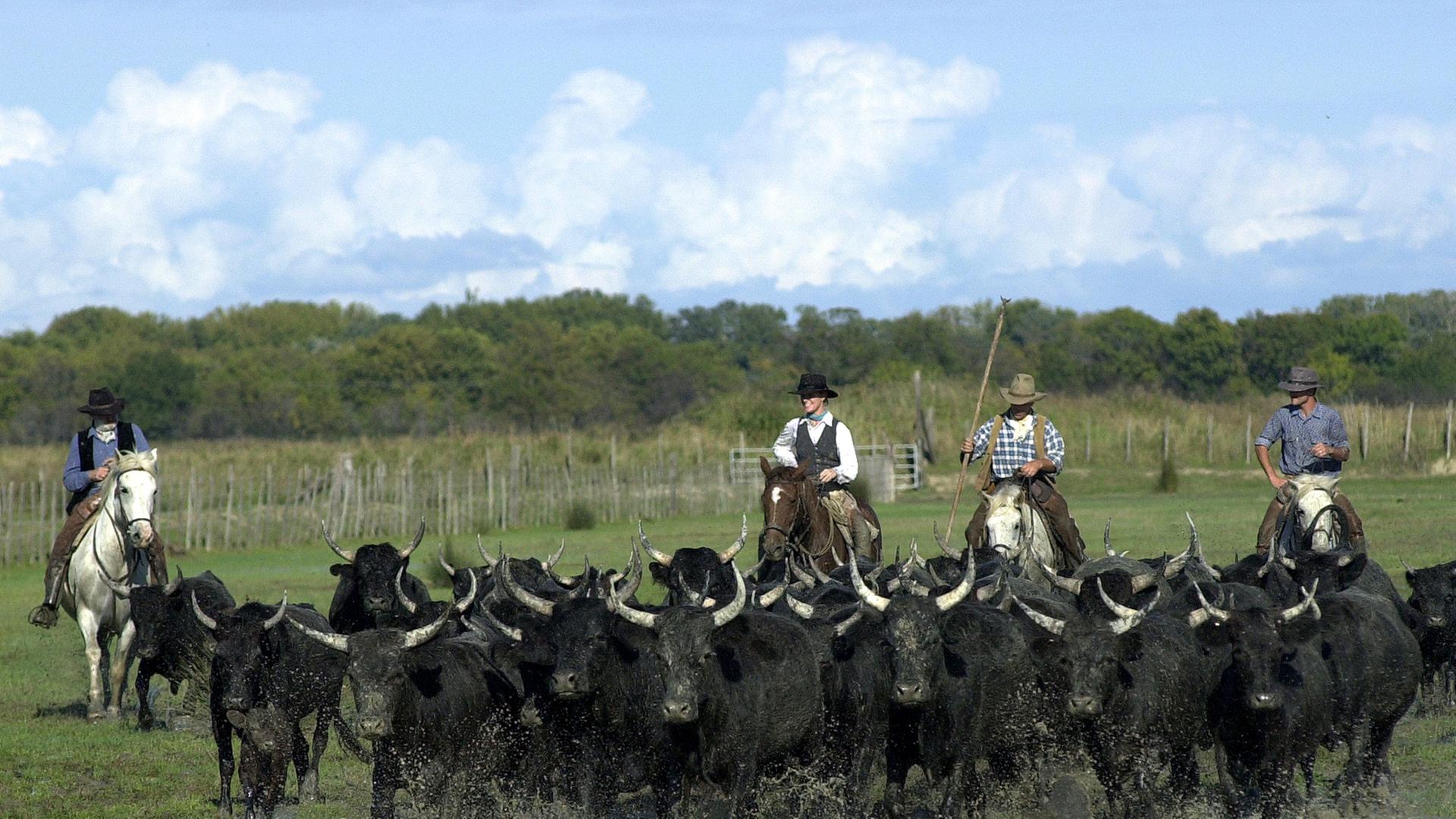 "Cowboys" treiben in der französischen Region Camargue schwarze Stiere vor sich her