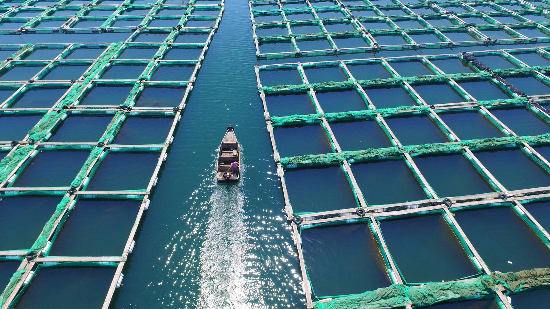 Eine Aquakultur-Farm in China
