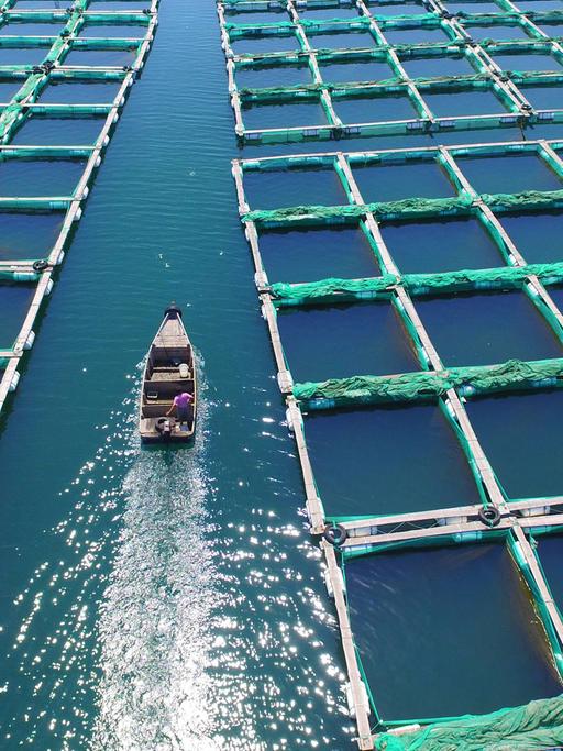 Eine Aquakultur-Farm in China