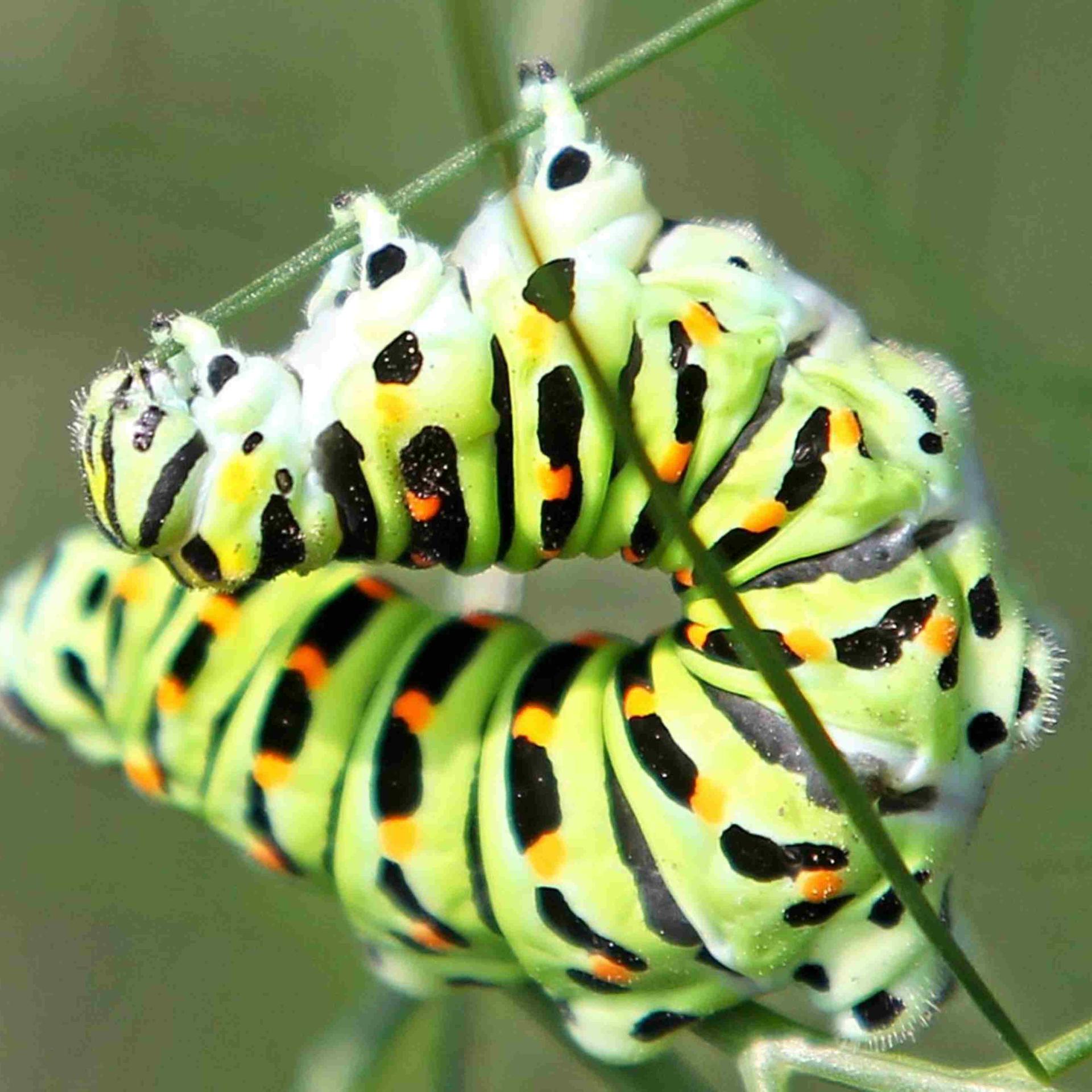 Kinderhörspiel und Geschichten - Juli und die Raupen