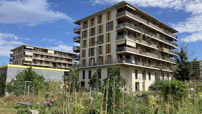 Mehfrfamilienwohnhäuser im Ecoquartier Les Vergers in Meyrin in der Schweiz. Vor den Gebäuden sind gemeinschaftliche Gärten.