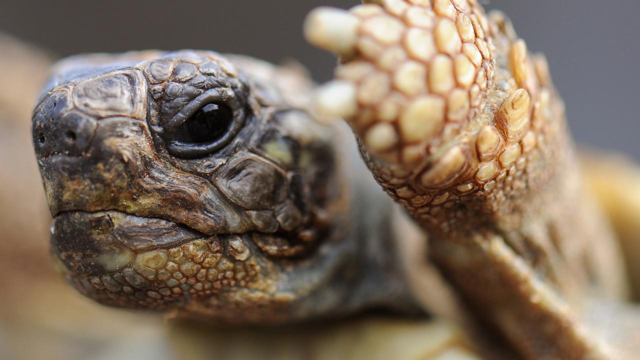 Nur zögerlich streckt diese junge griechische Landschildkröte in einem Freigehege bei Hähnlein in Hessen ihre schuppigen Vorderläufe aus dem Panzer. Nur zögerlich streckt diese junge griechische Landschildkröte in einem Freigehege bei Hähnlein in Hessen ihre schuppigen Vorderläufe aus dem Panzer.