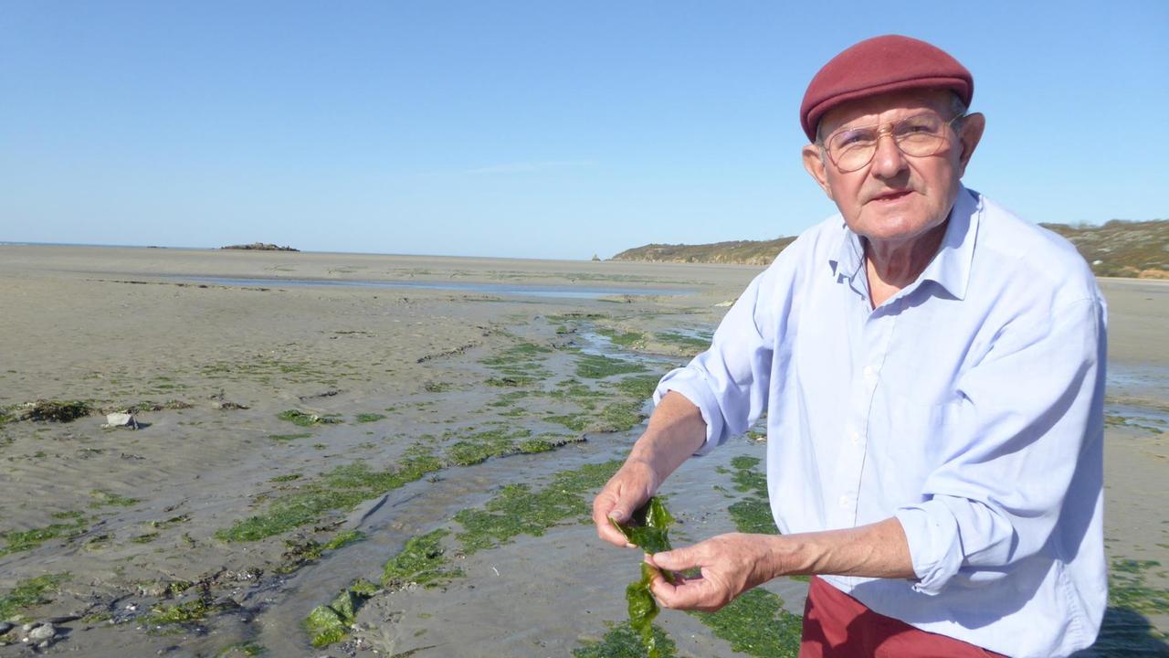 Ein älterer Mann mit roter Hose und rotem Käppi steht an einem Strand voll mit Algen und hält auch welche in der Hand.