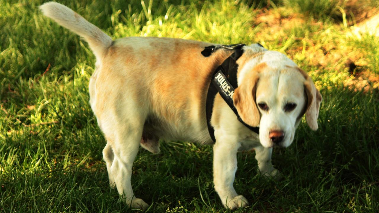 Ein Beagle-Hund