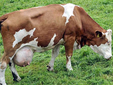Eine Milchkuh grast auf einer Weide bei Rosenheim in Oberbayern.