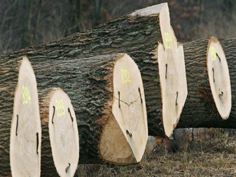 Eichenstämme liegen in einem Waldgebiet bei Schellroda in Thüringen für die Wertholzsubmission bereit. Eichenstämme liegen in einem Waldgebiet bei Schellroda in Thüringen für die Wertholzsubmission bereit.