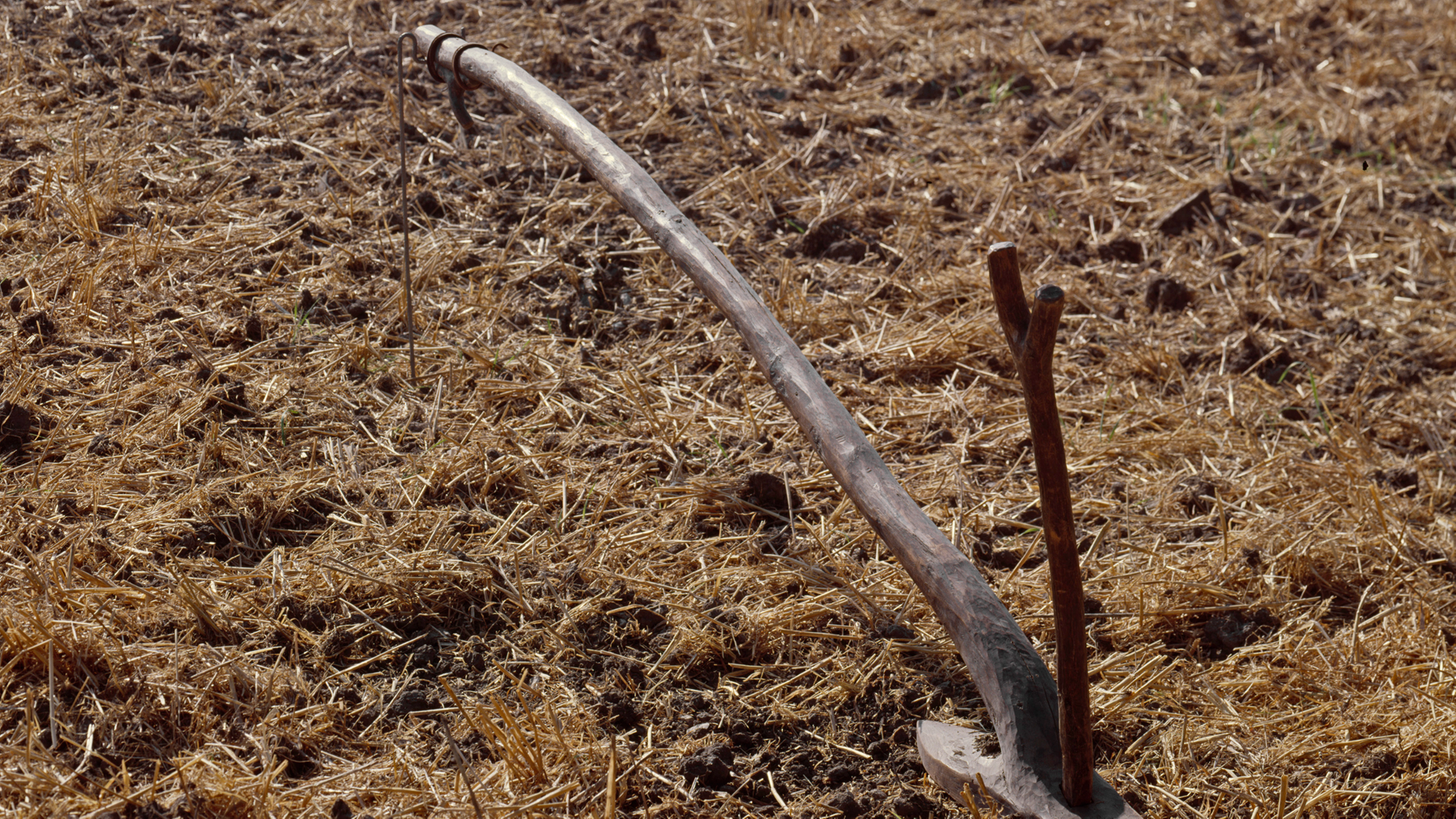 Zu sehen ist der ca. 4.000 Jahre alte "Pflug von Walle", ein landwirtschaftliches Gerät aus Holz zu Bodenauflockerung.