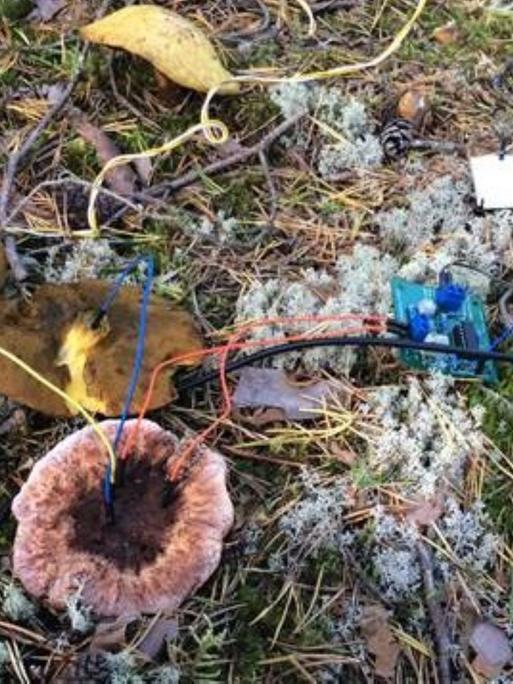 Mit Kabeln verbundene Pilze auf Waldboden