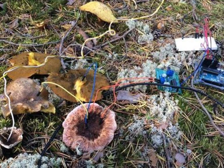 Mit Kabeln verbundene Pilze auf Waldboden