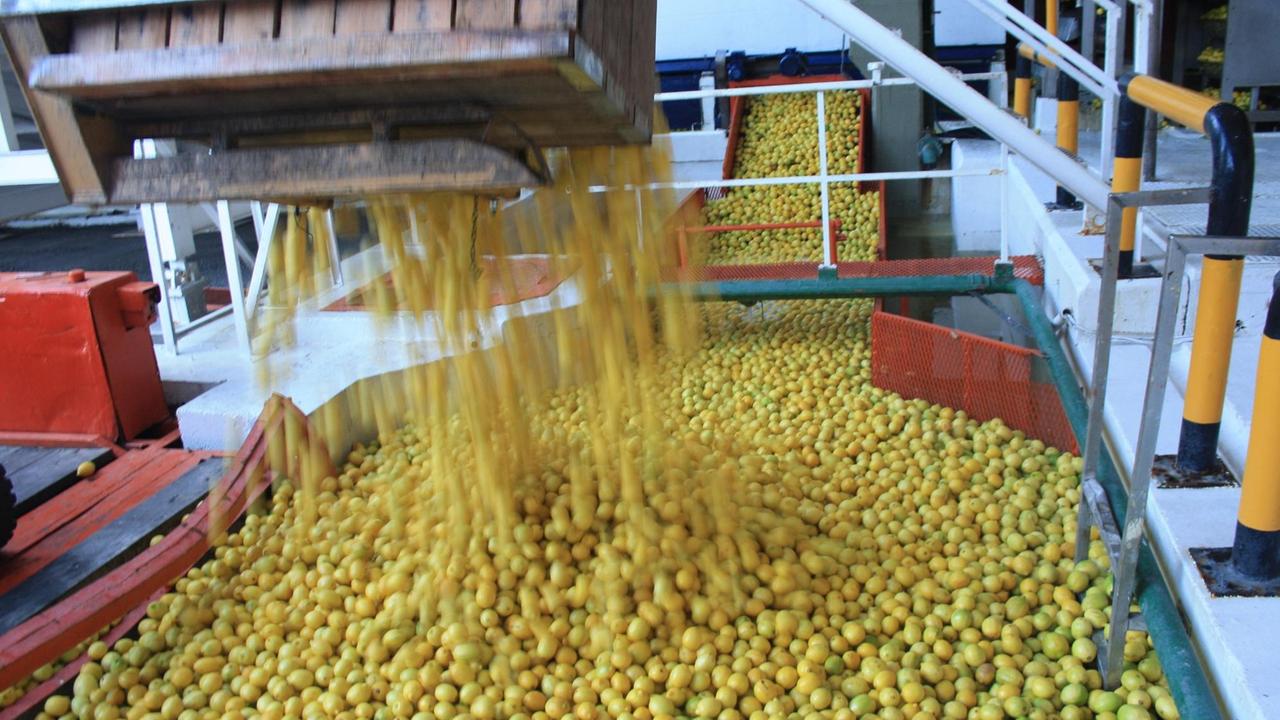 Zitronen auf dem Weg zur Weiterverarbeitung in die Fabrik