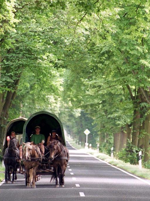 Lindow in Brandenburg: Ein Planwagen-Treck auf der dichtbewachsenen Baumallee.