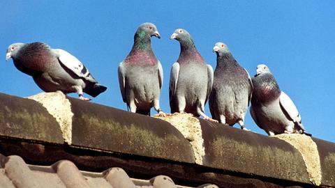 Fünf Tauben sitzen auf einem Hausdach