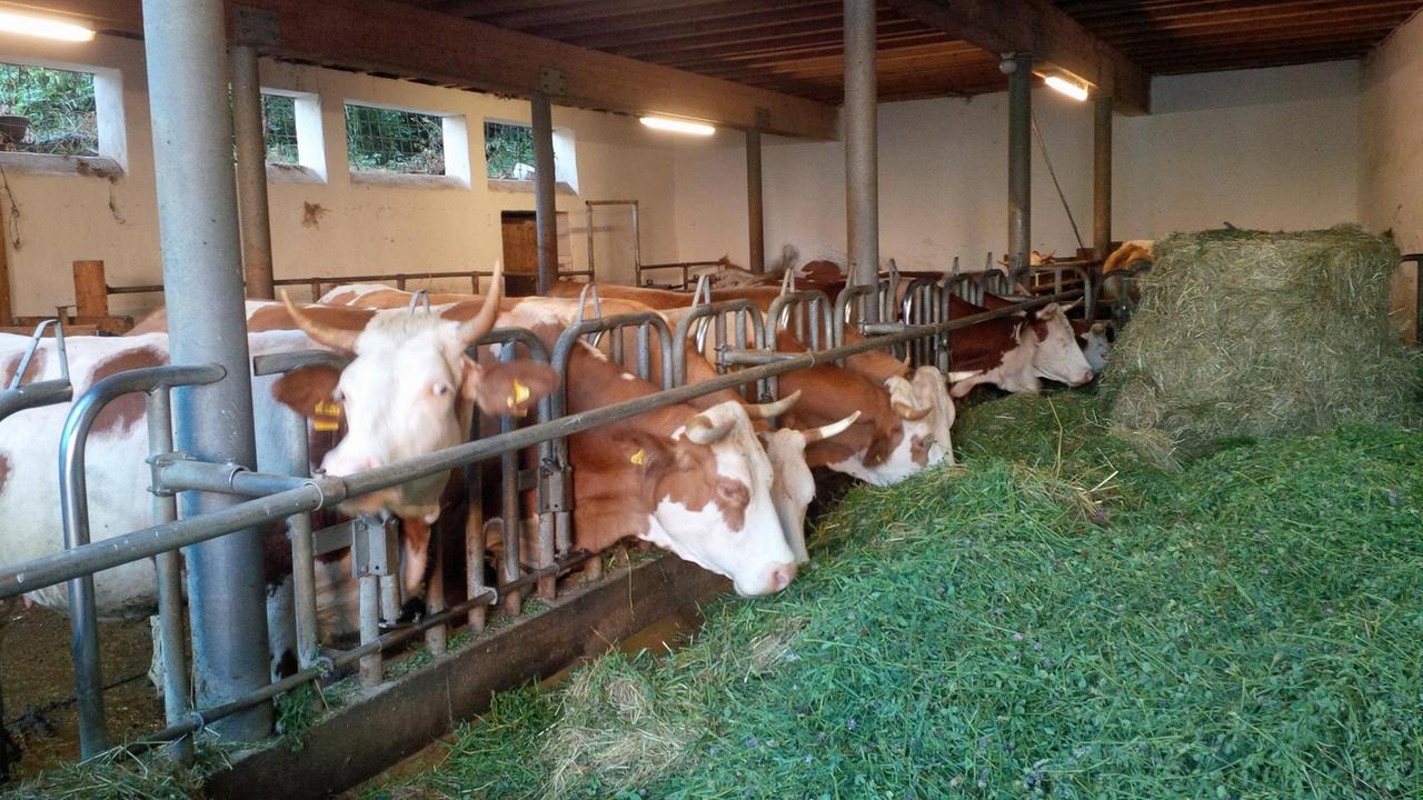 Kühe auf dem Bauernhof in Stuttgart-Möhringen, der nach dem Prinzip Solidarische Landwirtschaft arbeitet.