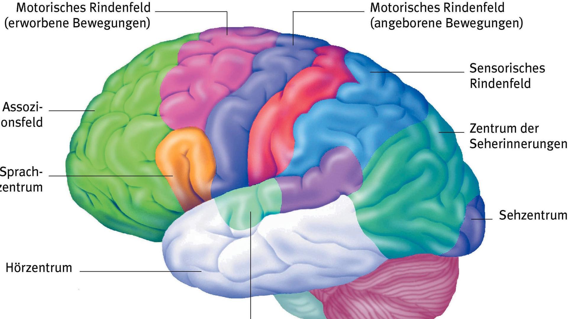 Die Grafik zeigt die äußerste Schicht des Gehirns, die Hirnrinde.