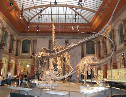 Dinosaurier im Naturkundemuseum Berlin