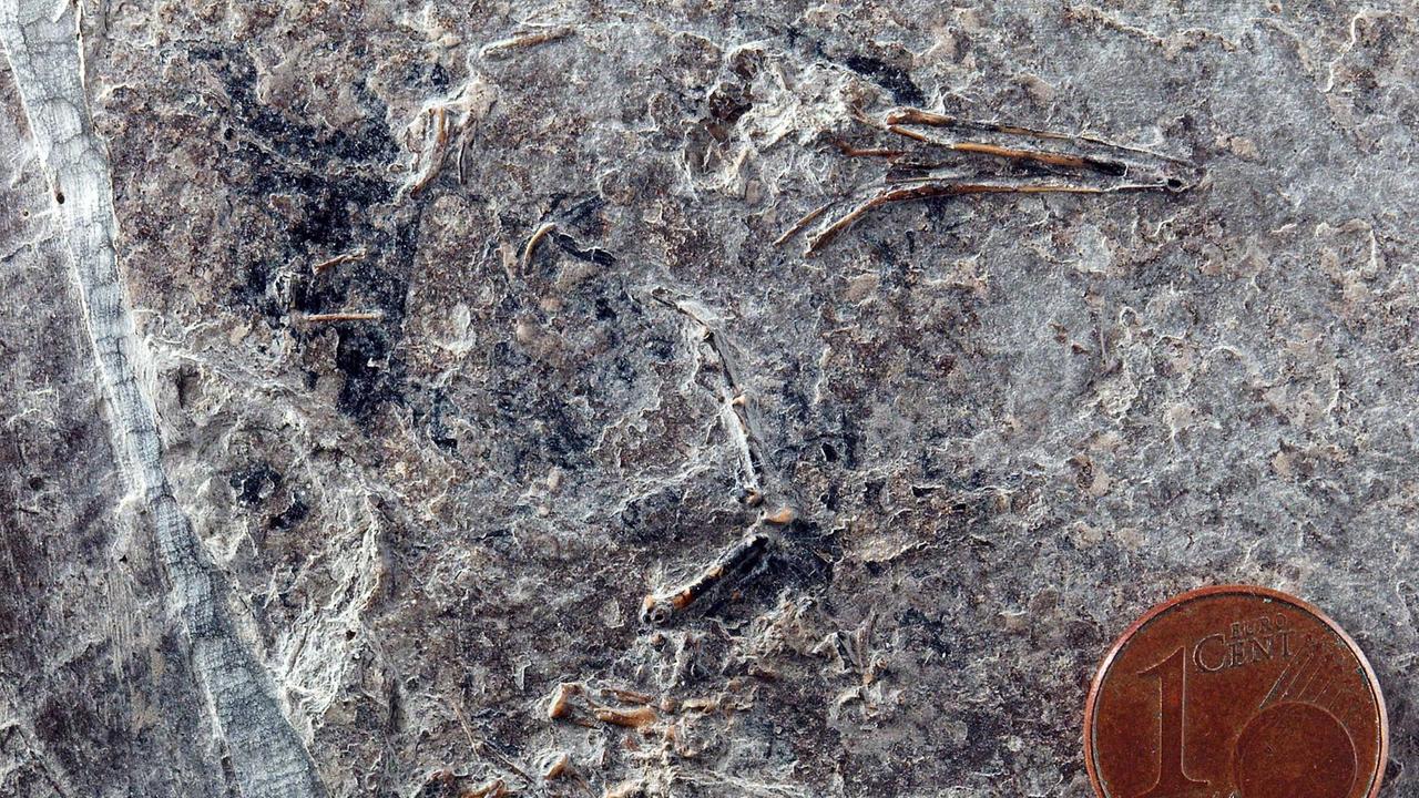 Das älteste Kolibri-Skelett der Welt aus dem Kraichgau neben einer 1 Cent Münze.