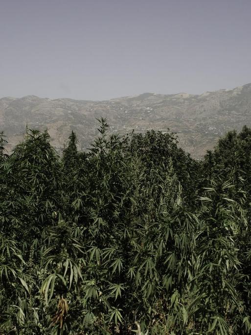 Cannabispflanzen auf einem Feld nahe Bab Berred in Marokko.