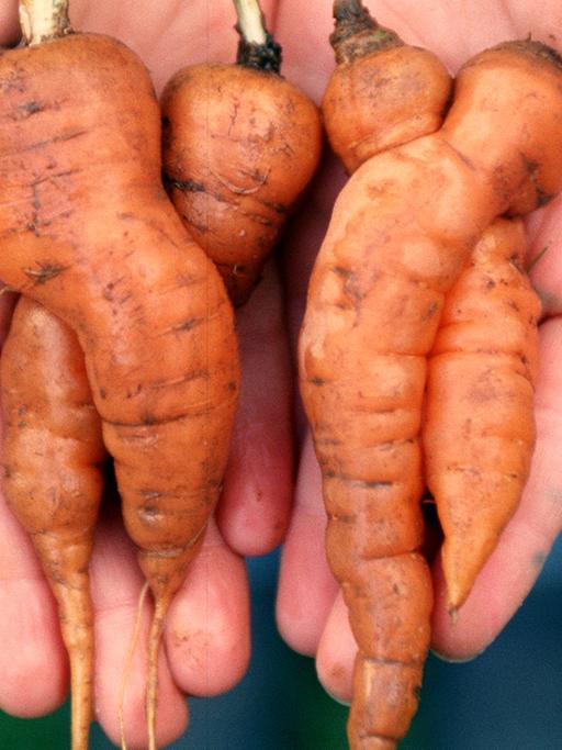 Auch Möhren mögen's kuschelig: Gleich zwei Karotten-Pärchen, die sich eng umschlungen halten, hat die neunjährige Annika bei der Möhrenernte in Omas Garten gefunden (Foto vom 27.10.1999).