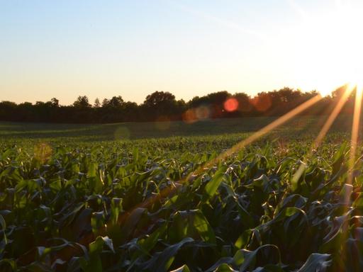 Ein bewirtschaftetes Feld im Sonnenaufgang