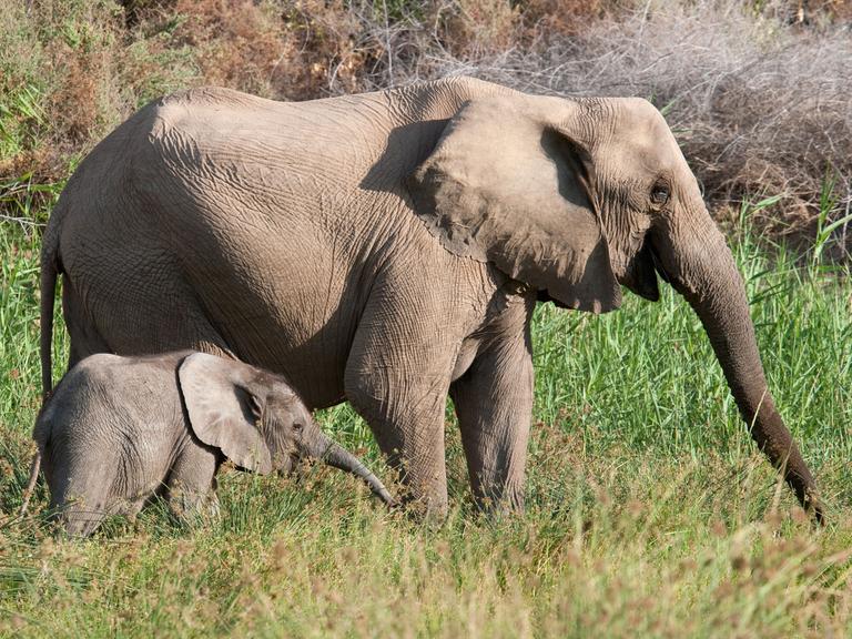Großaufnahme einer Elefantenmutter mit ihrem Kind