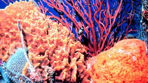 Korallenriffe - Beispiele für besonders empfindliche Ökosysteme.