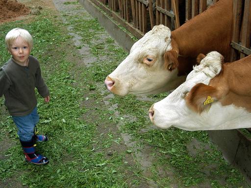 Ein kleiner Junge besucht Kühe im Stall.
