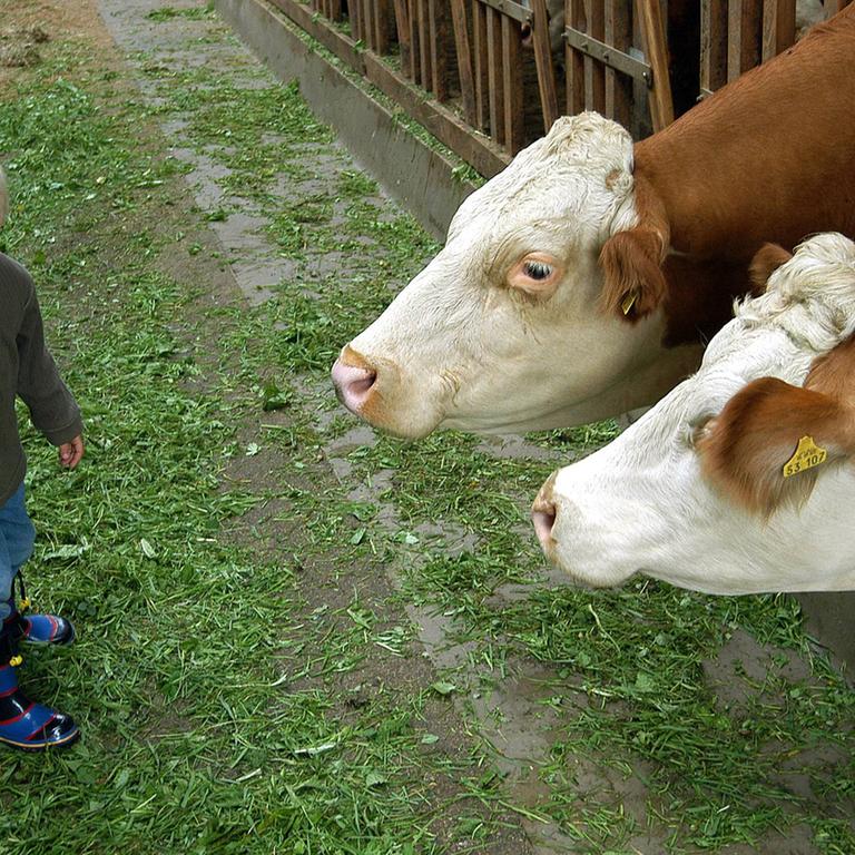 Ein kleiner Junge besucht Kühe im Stall.