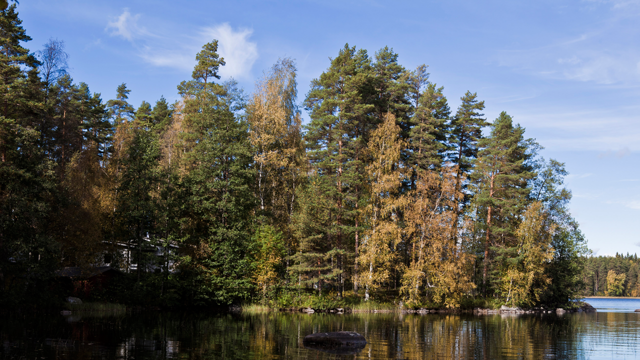 Ein Wald am See um die Gemeinde Mäntyharju in Südostfinnland