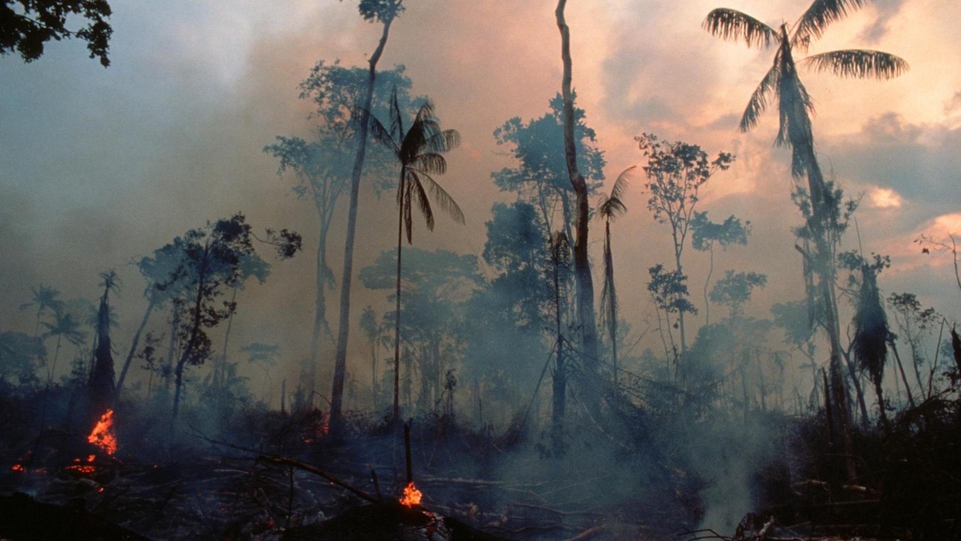 Verkohlte Bäume und Rauch aufgrund Brandrodung im tropischen Regenwald in Brasilien.