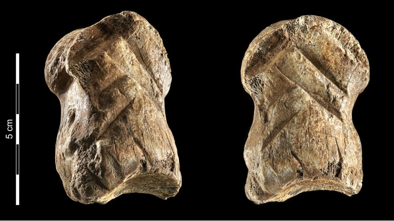 Der ca. 51.000 Jahre alte, verzierte Riesenhirschknochen von der Einhornhöhle