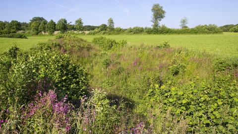 Grünland mit Blühstreifen in Schleswig-Holstein