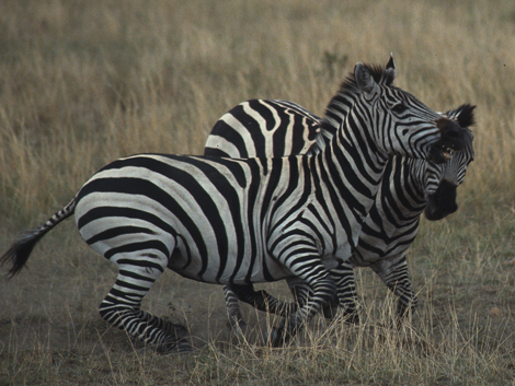 Zwei Zebrabullen kämpfen miteinander.