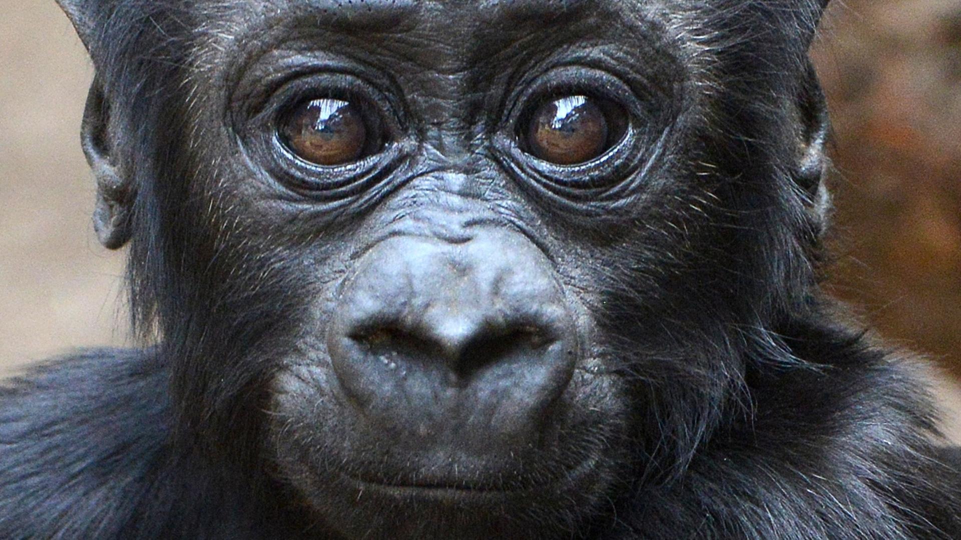 Das knapp fünf Monate alte Gorilla-Baby Jengo ist im Leipziger Zoo unterwegs.
