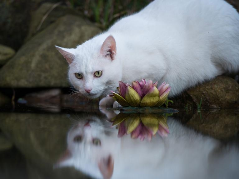 Ein weißer Kater trinkt am 29.03.2014 in Visselhövede (Niedersachsen) aus einem Gartenteich und spiegelt sich dabei in der Wasserfläche.