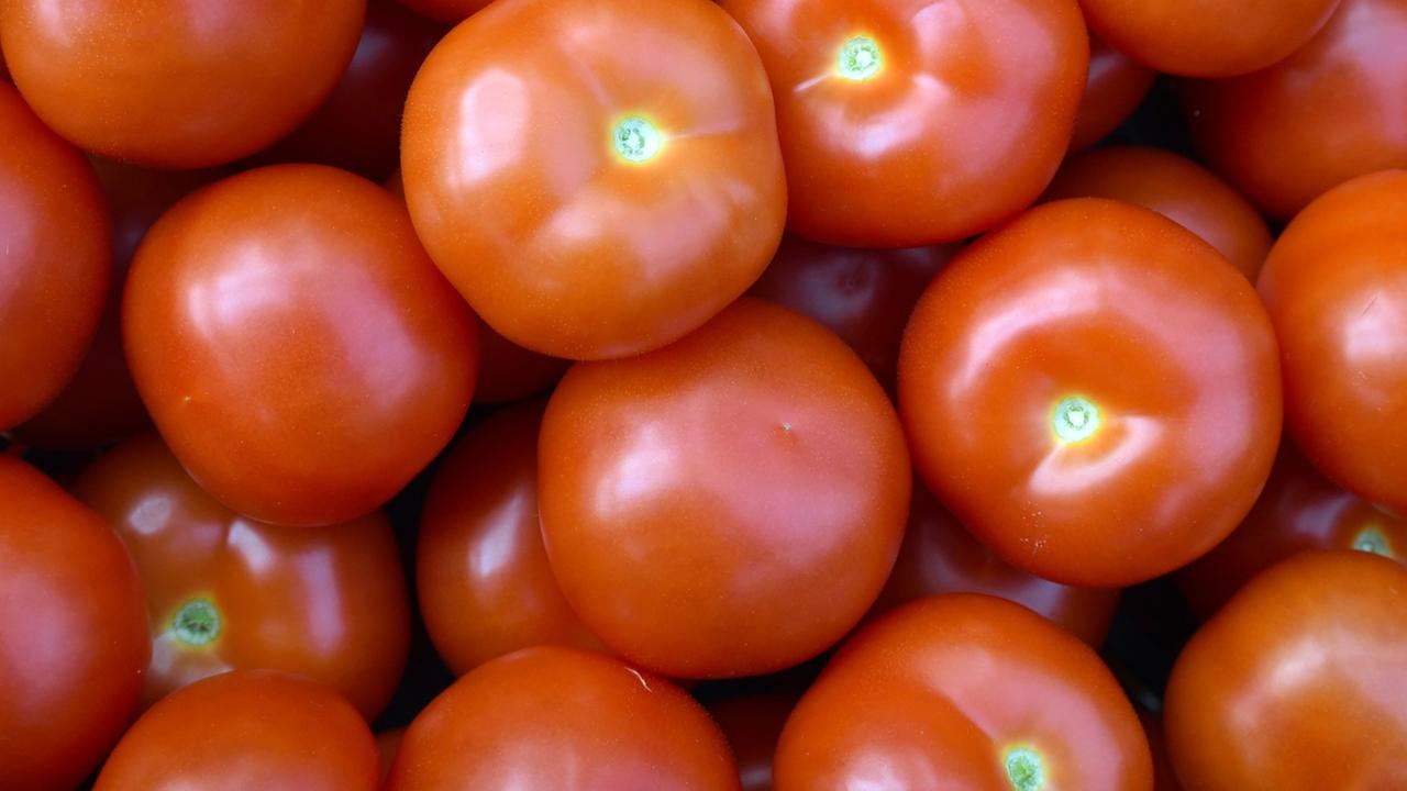 Zu sehen sind viele Tomaten.