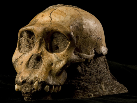 Verbindung zwischen Vor- und Frühmenschen: Australopithecus sediba.