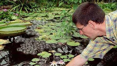 Worauf ist zu achten, damit der Teich zum restlichen Garten passt?