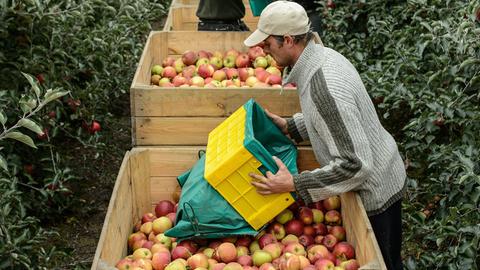Erntehelfer bei der Apfelernte der Familie Wlizly im Dorf Stryjno im Osten Polens. (Oktober 2013)