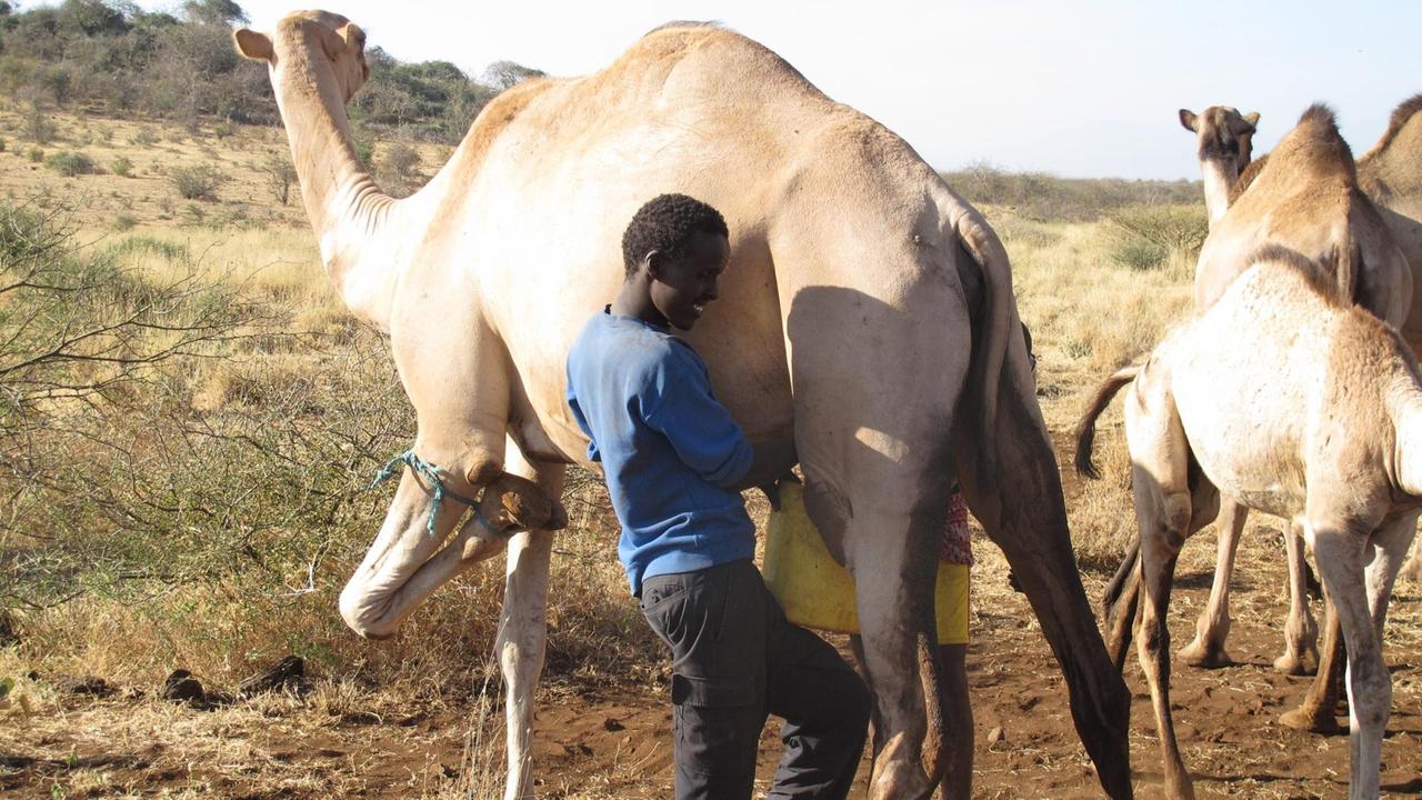 Dürrevorsorge in Kenia - Kamele statt Kühe