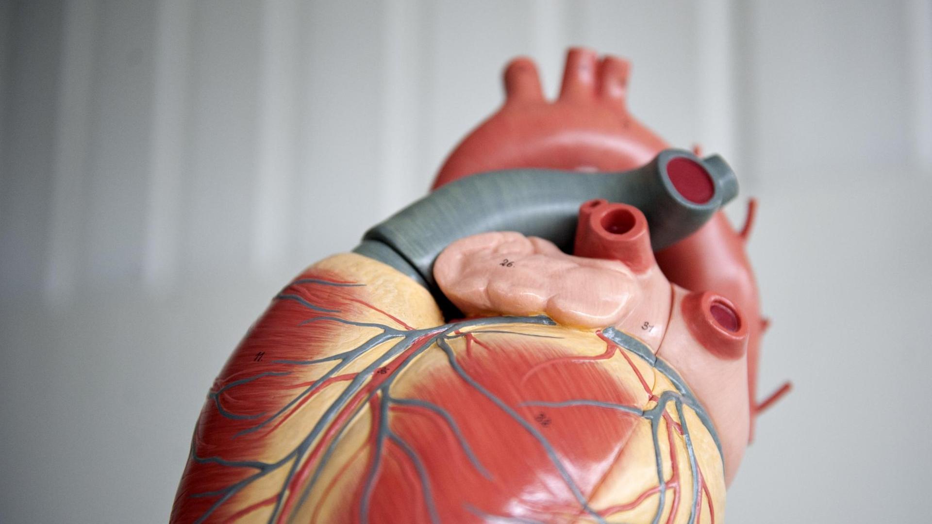 Modell eines menschlichen Herzens