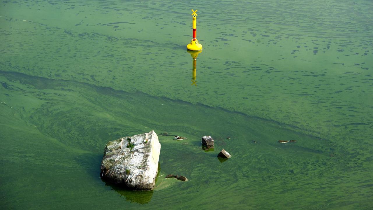 Blick von oben auf einen Uferbereich der Ostsee. Das Wasser ist von einem grün-blauen Film bedeckt.