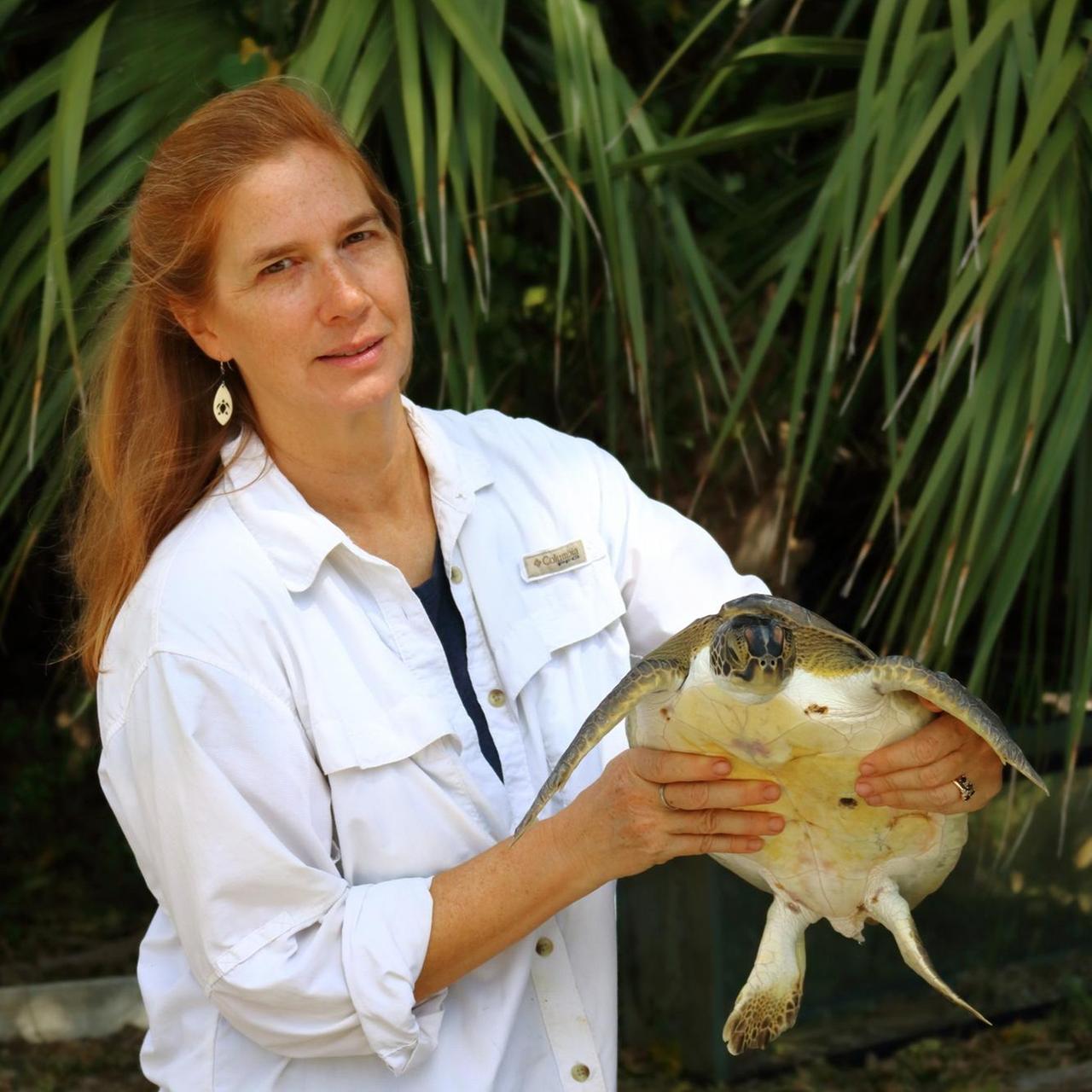 Die Biologin Sarah Milton und ihre Kollegen beobachten, dass Schildkröten immer seltener das Meer finden