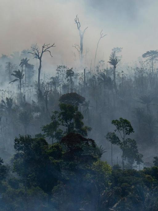 Rauch steigt aus dem Regenwald im Amazonas bei einem Brand.
