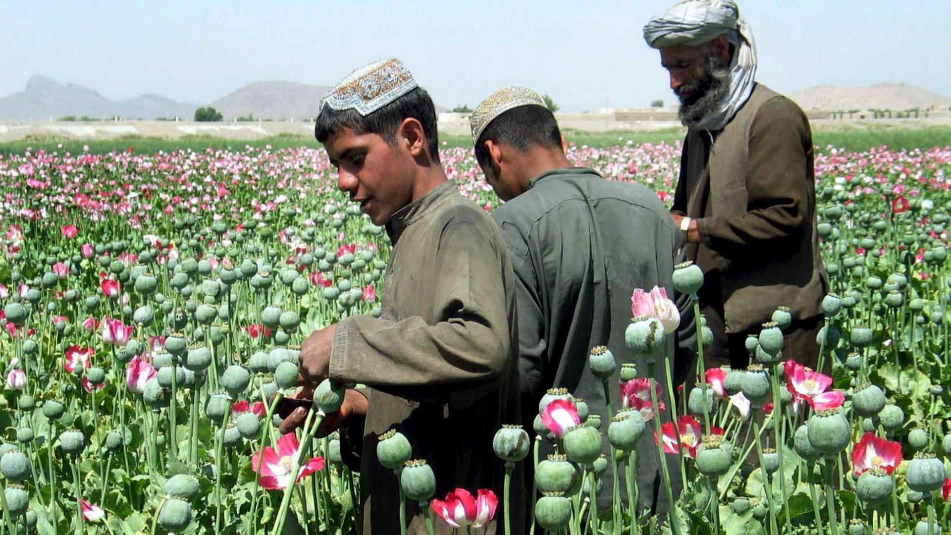 Afghanische Bauern gewinnen Opium aus Mohnknospen auf ihren Feldern in den Außenbezirken von Kandahar.