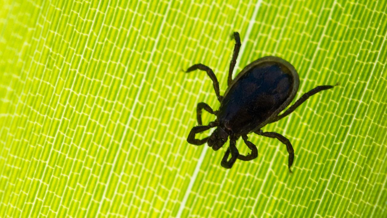 Eine Zecke ist am 27.05.2017 auf einem Blatt in einem Garten in Sieversdorf (Brandenburg) zu sehen.