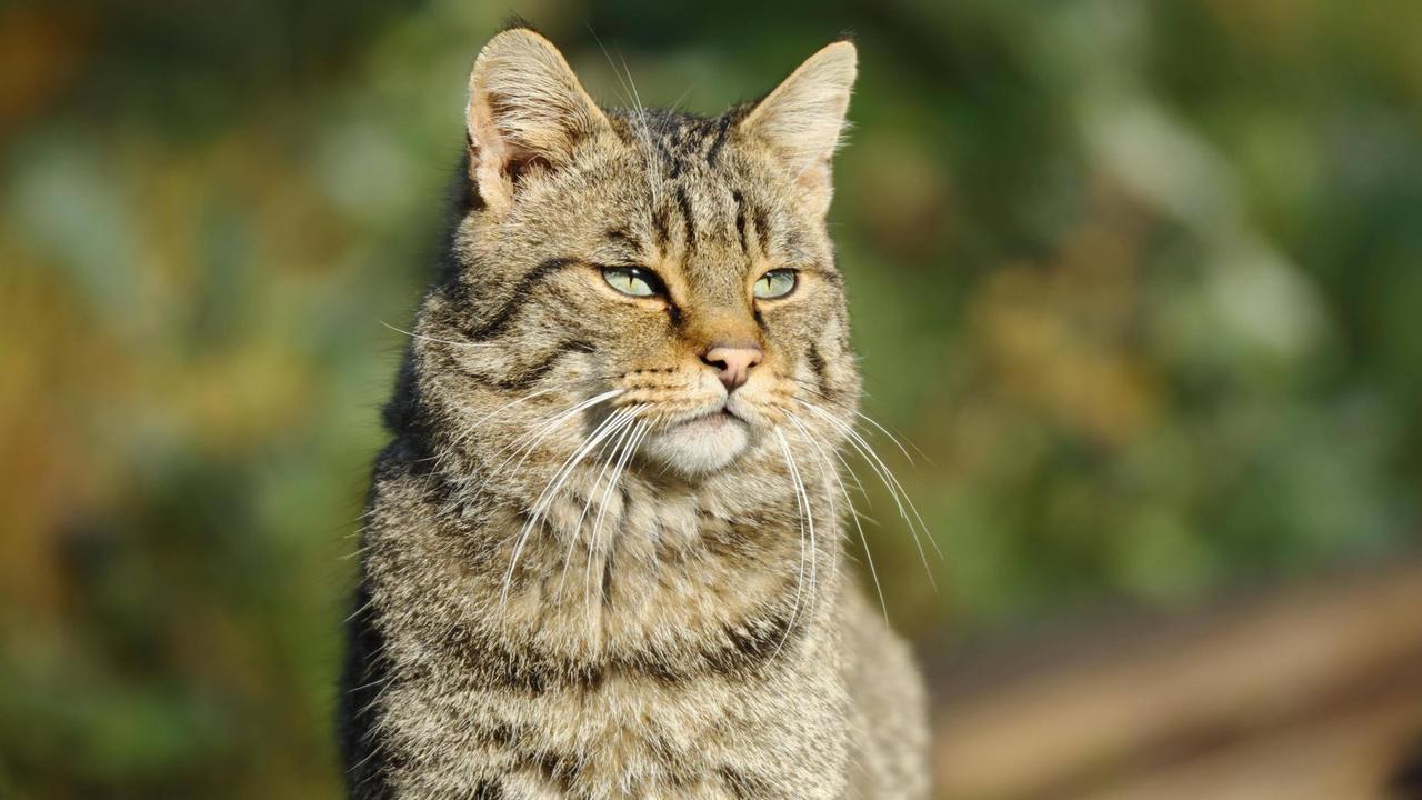 Porträt einer europäische Wildkatze (Felis silvestris silvestris