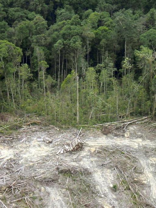 Illegale Abholzung des Regenwaldes auf Sumatra/Indonesien von November 2011.